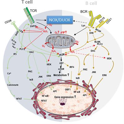 Reactive Oxygen Species: Do They Play a Role in Adaptive Immunity?